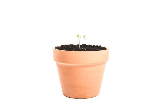 Clay Plant Pot Cheap